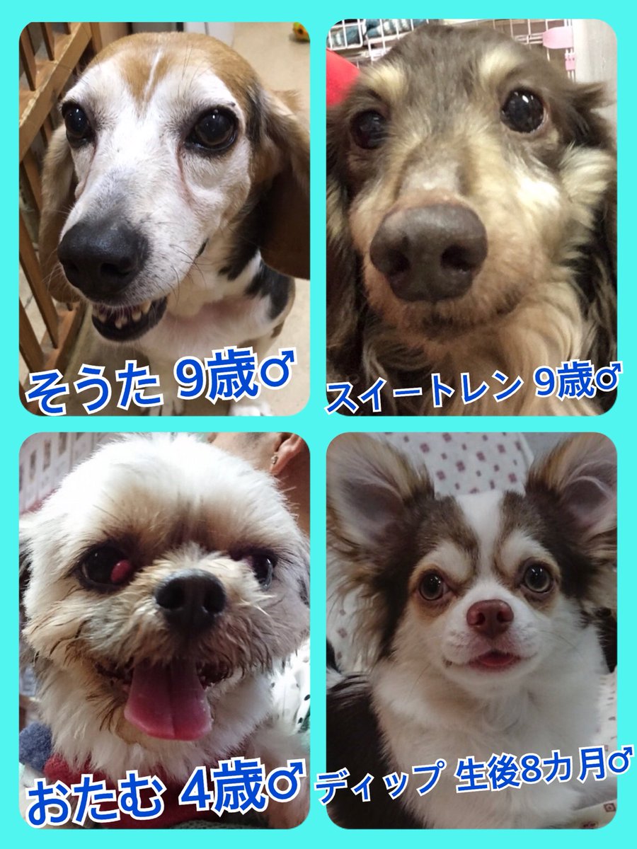 🐾今日の里親様募集中ワンコ🐶メンバーです🐾2019,4,6